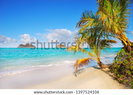 Hawaii Lanikai Palm Tree View 