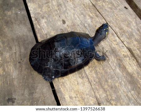 Turtle on Amazon river, Peru