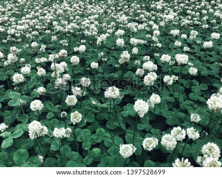 Creative layout made of green leaves and white flowers. Flat lay. Nature background.