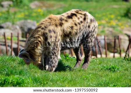 Soft focus of beautiful Hyena standing and find something on the meadow in sunshine day at spring or summer season.