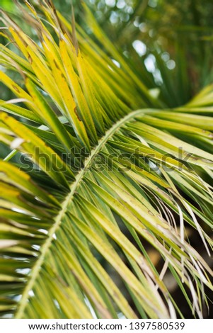 Tropical palm leaves with sunlight, floral pattern background