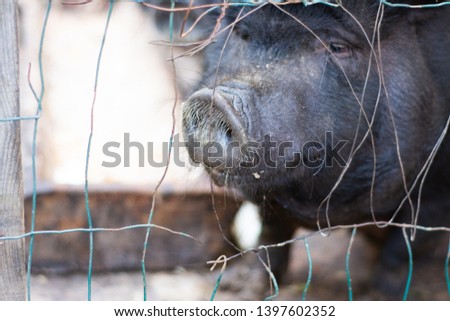 A man photographs a pig behind bars in a zoo on the phone.