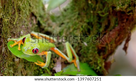 A beautiful frog sits on a leaf