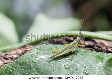 A close up of grasshopper on leaf.