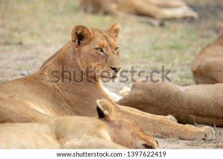 Prides of lions doing what lions do best. Resting and digesting their food. Saving energy for their next hunt.