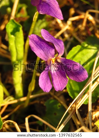 flowers of field viola, Viola arvensis,