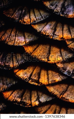 Fish (Ide, Leuciscus idus) scales close-up. Image appears a bit soft due to the epidermal mucus covering the scales.