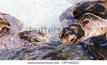 Close-up photo of a cute couple of sea turtles relaxing and swimming in the warm water of the Bahamas.	