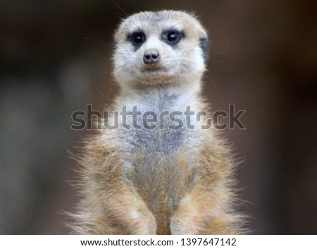 Meerkat captured in and around the Hartbeespoort area in South Africa