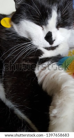 Tuxedo cat face, closed eyes