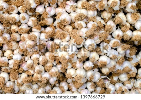 White garlic pile texture. Fresh garlic on market table closeup photo. Vitamin healthy food spice image. Spicy cooking ingredient picture. Pile of white garlic heads. White garlic head heap top view.