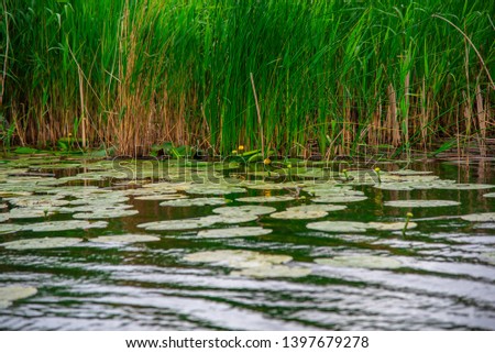 Amazing wild Danube Delta, Romania