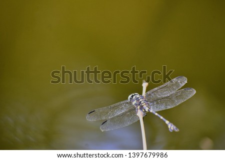  A dragonfly tiger pattern (Scientific name:Ictinogomphus decoratus melaenops Selys)