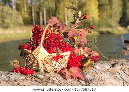 Red ripe berries of viburnum in a beautiful basket. Still life in front of a river and autumn forest.