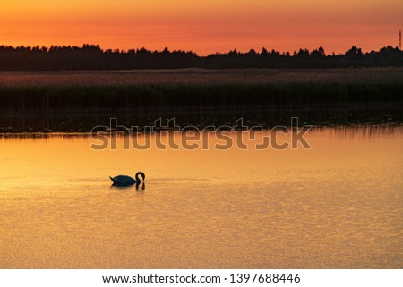 Evening sunlight on coast, pink and golden clouds, swan and sky reflection on water. Beach in summer. Seaside natural environment. Shore in Laelatu, Estonia. Nature Reserve in North Europe 
