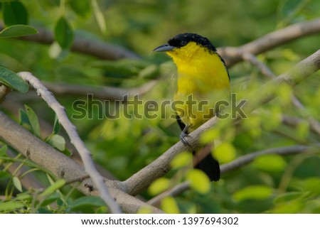 The common iora (Aegithina tiphia) is a small passerine bird found across the tropical Indian subcontinent with populations showing plumage variations, some of which are designated.