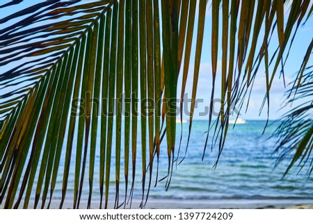  plants nature ocean sky blue palm trees                             