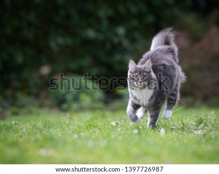 blue tabby maine coon cat running over the lawn in the back yard looking at camera