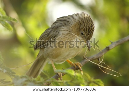picture of funny cute birds sparrows sitting on a branch in the Park and look forward - Image