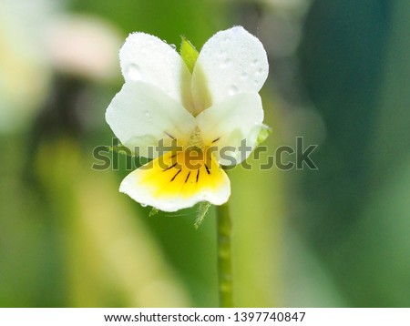 A wonderfull wild pansy flower in nature        