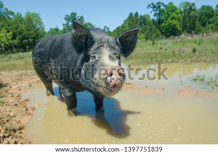 Horizontal picture of a muddy and sad black piglet standing in a puddle over background of blue sky and green trees in a synny day