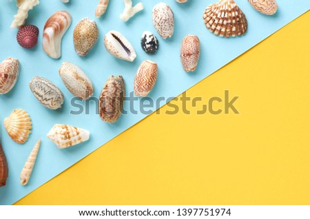 Summer vacation composition idea, seashells on blue and yellow background, flat lay and top view photo