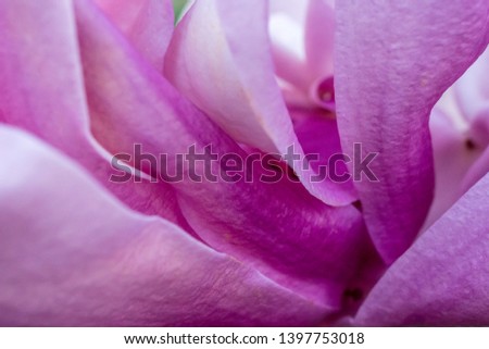 Purple magnolia in extreme closeup/macro