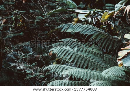 Palm tropical green leaves on a dark background, nature summer forest plant concept. Natural background. Creative tropical green leaves