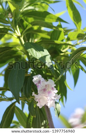 white chitalpa blooms signal summer 5745