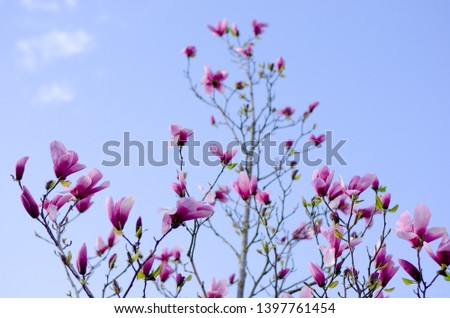 Magnolia tree blooming in spring with blue sky in the background