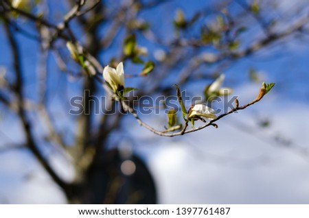 Magnolia tree blooming in spring with blue sky in the background
