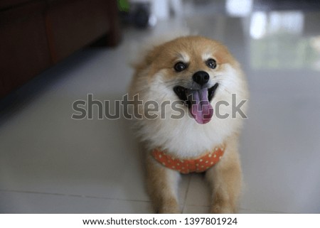 Pomeranian dog siting on the floor and walking to out way close picture and motion 
