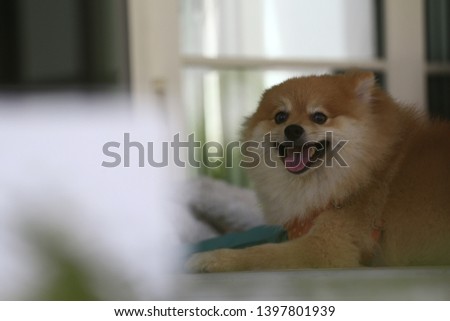 Pomeranian dog siting on the floor and walking to out way close picture and motion 