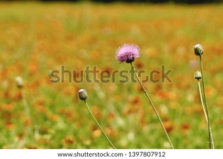 Picture of a Texas Thistle flowers taken at blooming season in TX ,USA