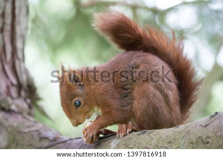 Squirrel picture in Gijon, Asturias