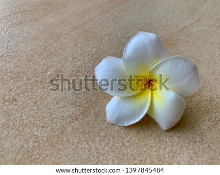 Close up blossom white plumeria flowers on brown background