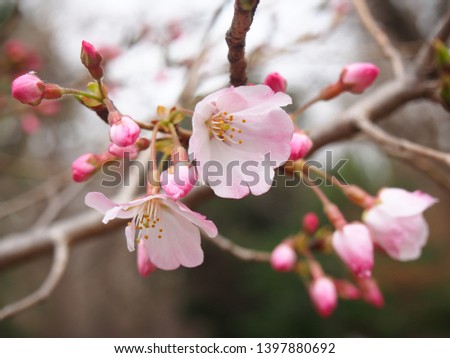 yoshino cherry blossoms, ueno park, tokyo, japan