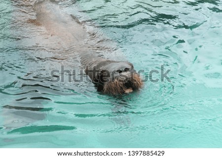 Walrus swimming with mouth open