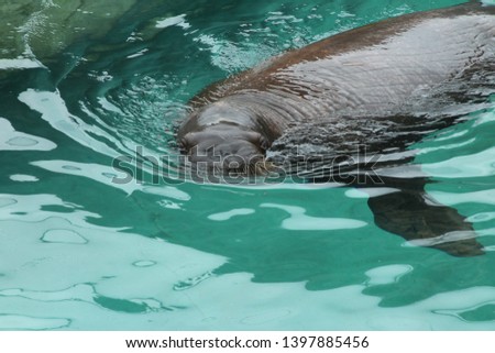 Walrus swimming at the top of the water