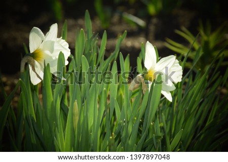 Beautiful Spring Flowers in my Garden. Stock Image of Daffodils
