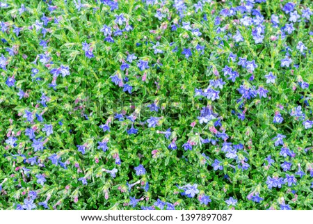 Blue Poppy Flowers In The Garden
