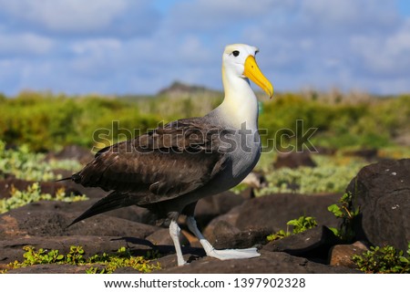 Waved albatross (Phoebastria irrorata) on Espanola Island, Galapagos National park, Ecuador. The waved albatross breeds primarily on Espanola Island. Royalty-Free Stock Photo #1397902328