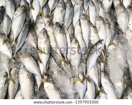 Fresh mackerel from the sea sold in the market 