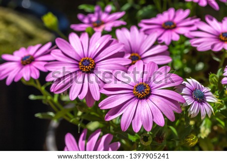 Daisy flowers, outdoor macro shot