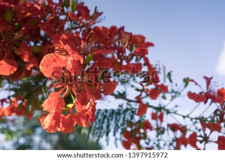 Nature landscape view of red & yellow flower with natural light in blur style, summer under sunlight. Common name Barbados Pride, Flower fence, Peacock's crest. Scientific name Caesalpinia pulcherrima