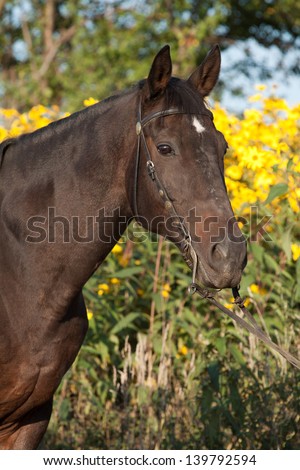 Portrait of a nice horse with yellow flowers in the background