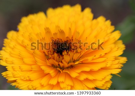 Yellow calendula flower and petals