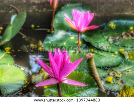 Beautiful pink lotus flower  In the concept of Vesak Day, Buddhism, Birthday of the Buddha