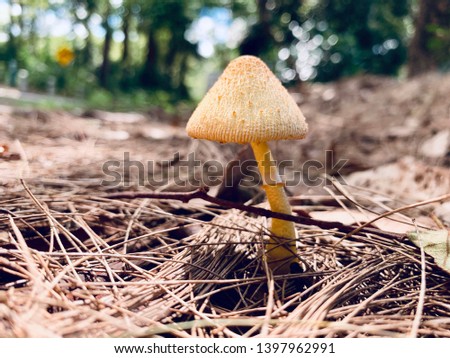 Beautiful macro picture of a mushroom growing in D'Agular National Park Queensland, Australia