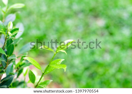 
Banyan trees, banyan leaves, green leaves, summer leaves in nature, in the garden, nature wallpapers, background images, text input